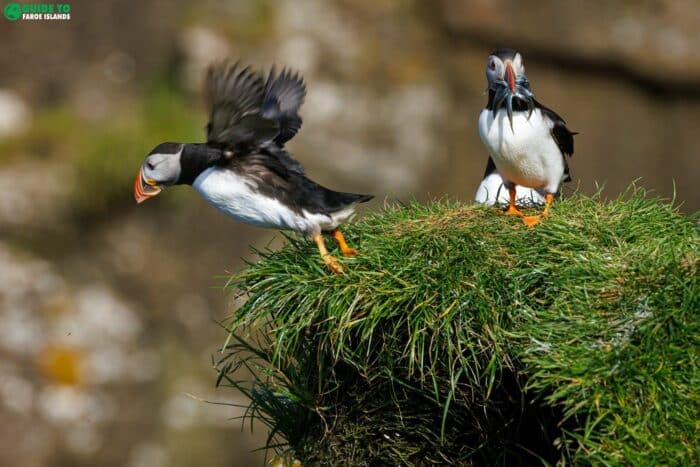 Puffin lifting off