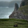 Sheep on grass next to coastline