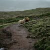 Sheep on unpaved path