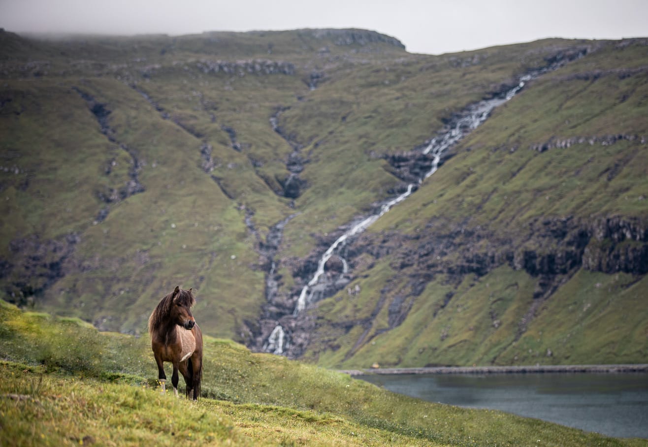 Horse Riding Tours