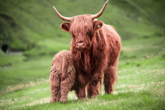 Highland cattle - Guide to Faroe Islands