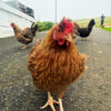 Chicken in the Faroe Islands