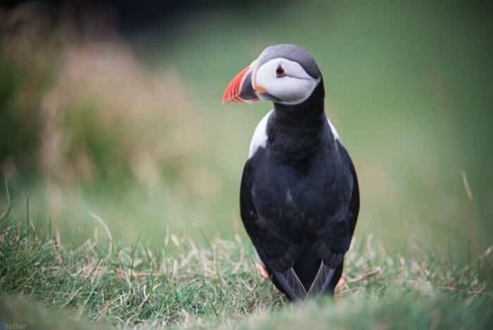 Mykines puffin - Guide to Faroe Islands