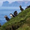 Puffins on hill