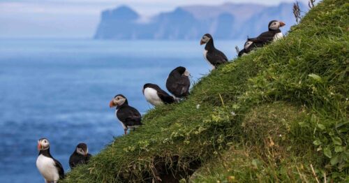 Puffins on hill