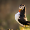 Puffin Mykines