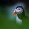 A single puffin