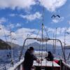 Birds flying above boat