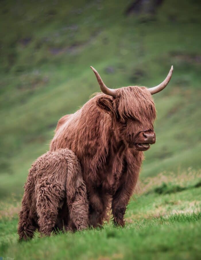 Cattle in Faroe Islands