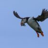 Flying puffin