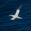 Gannet flying