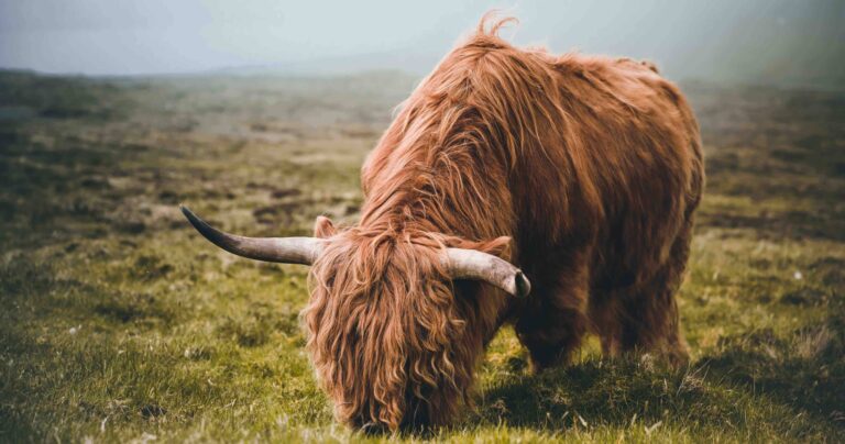Highland Cattle in Faroe Islands