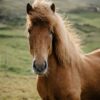 Horse in the Faroe Islands