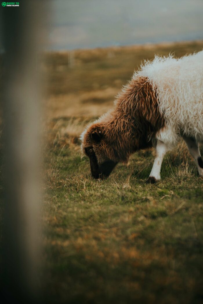 Lamb eating grass