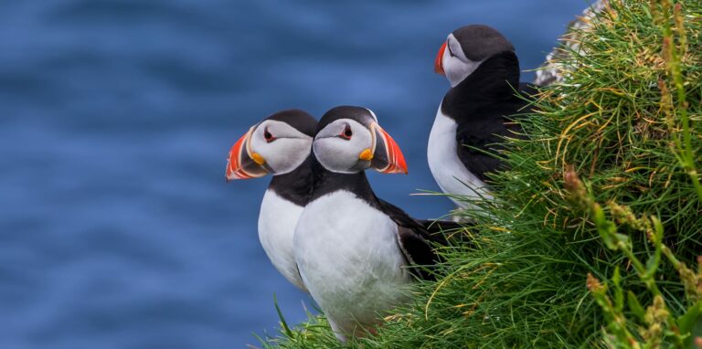 Puffins