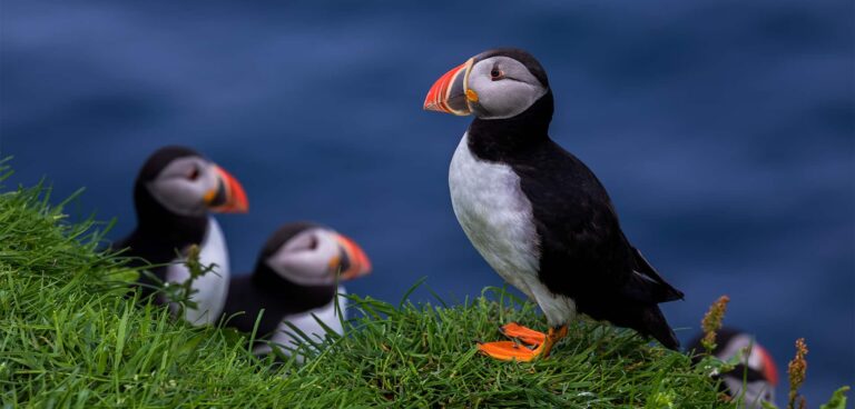 Three puffin
