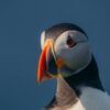 North Atlantic puffin