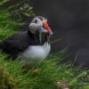 One puffin