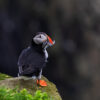 One puffin on Mykines Island