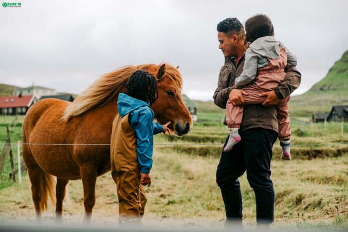 Horse in Faroe Islands