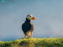 Best Mykines Tours in Faroe Islands