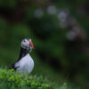 Puffin