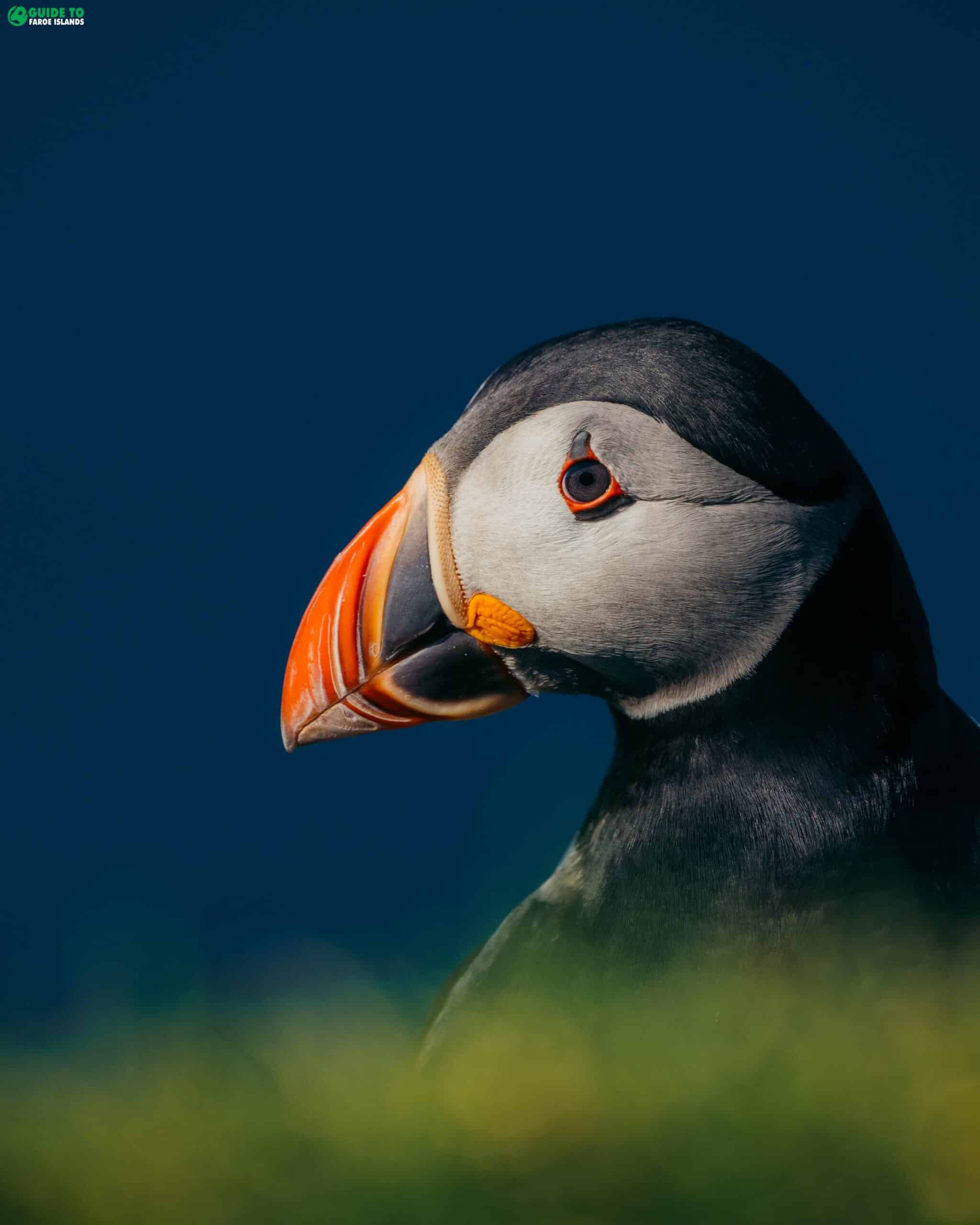 Mykines Island: Puffin Season, Ferry, Hiking & How to Visit