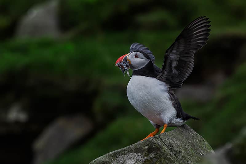 Puffin Faroe Islands