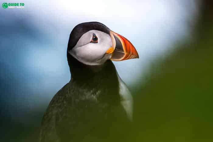 Puffin Faroe Islands