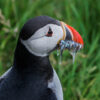 Puffin with sand eels in beak