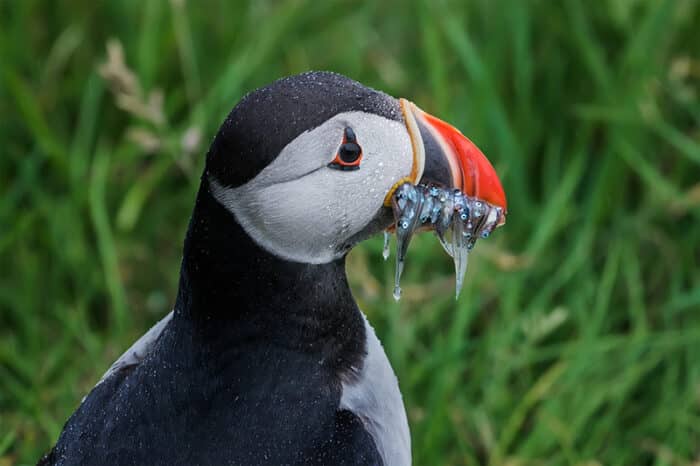 Puffin