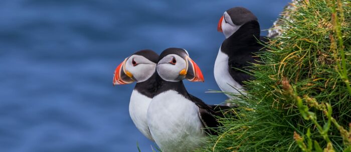 Puffin Guide to Faroe Islands