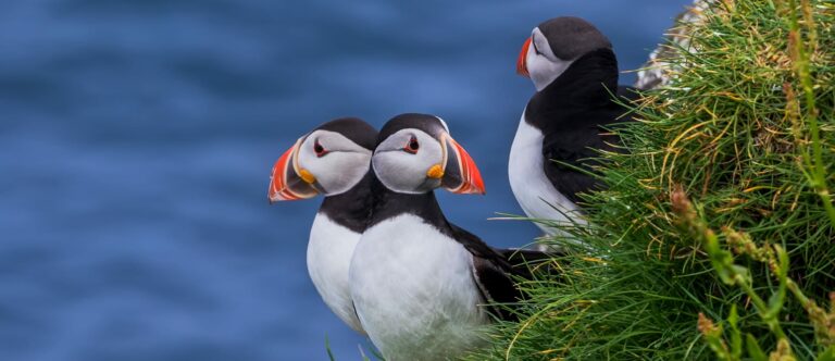 Puffin