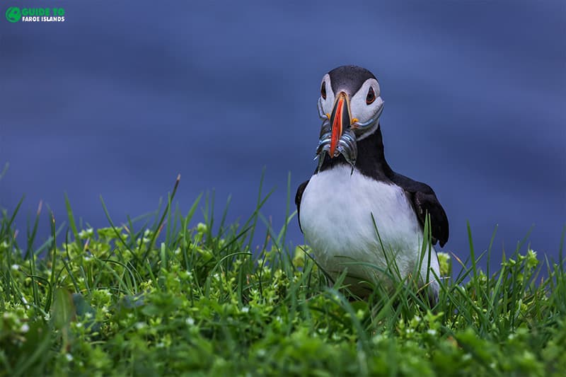 Faroe Islands Weather • All you need to know Guide to Faroe Islands