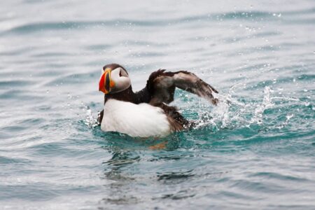 Puffin at sea
