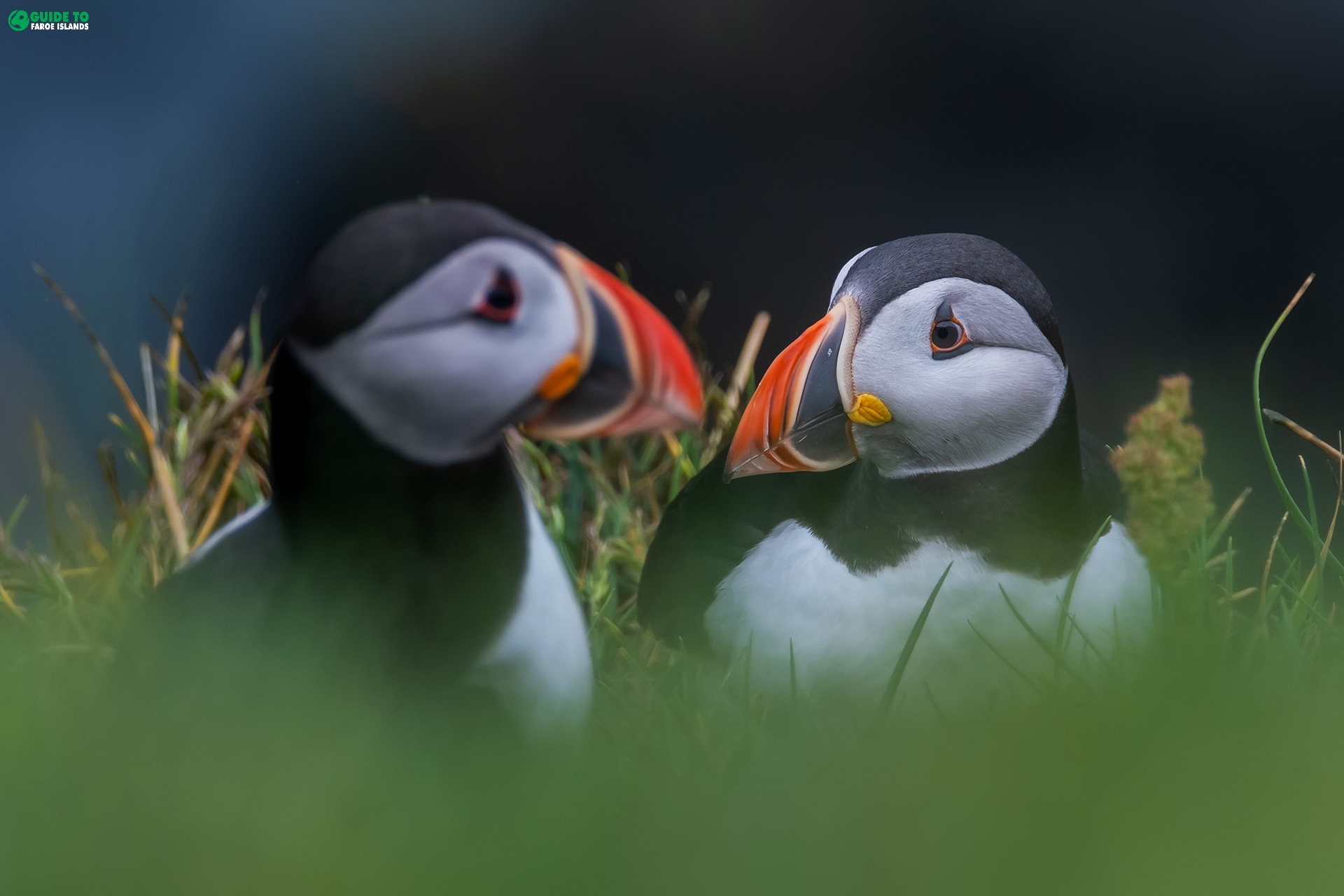 Puffin couple