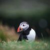 Puffin bird