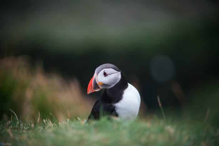 Puffin bird