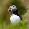 Faroe Islands puffin