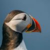 Puffin in profile