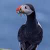 Puffin in the Faroe Islands in summer