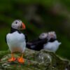 Puffin profile shot