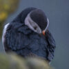 Puffin sheltering from rain