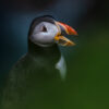 Puffin singing