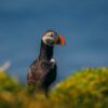 Puffin sitting