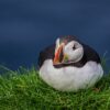 Puffin sitting in grass