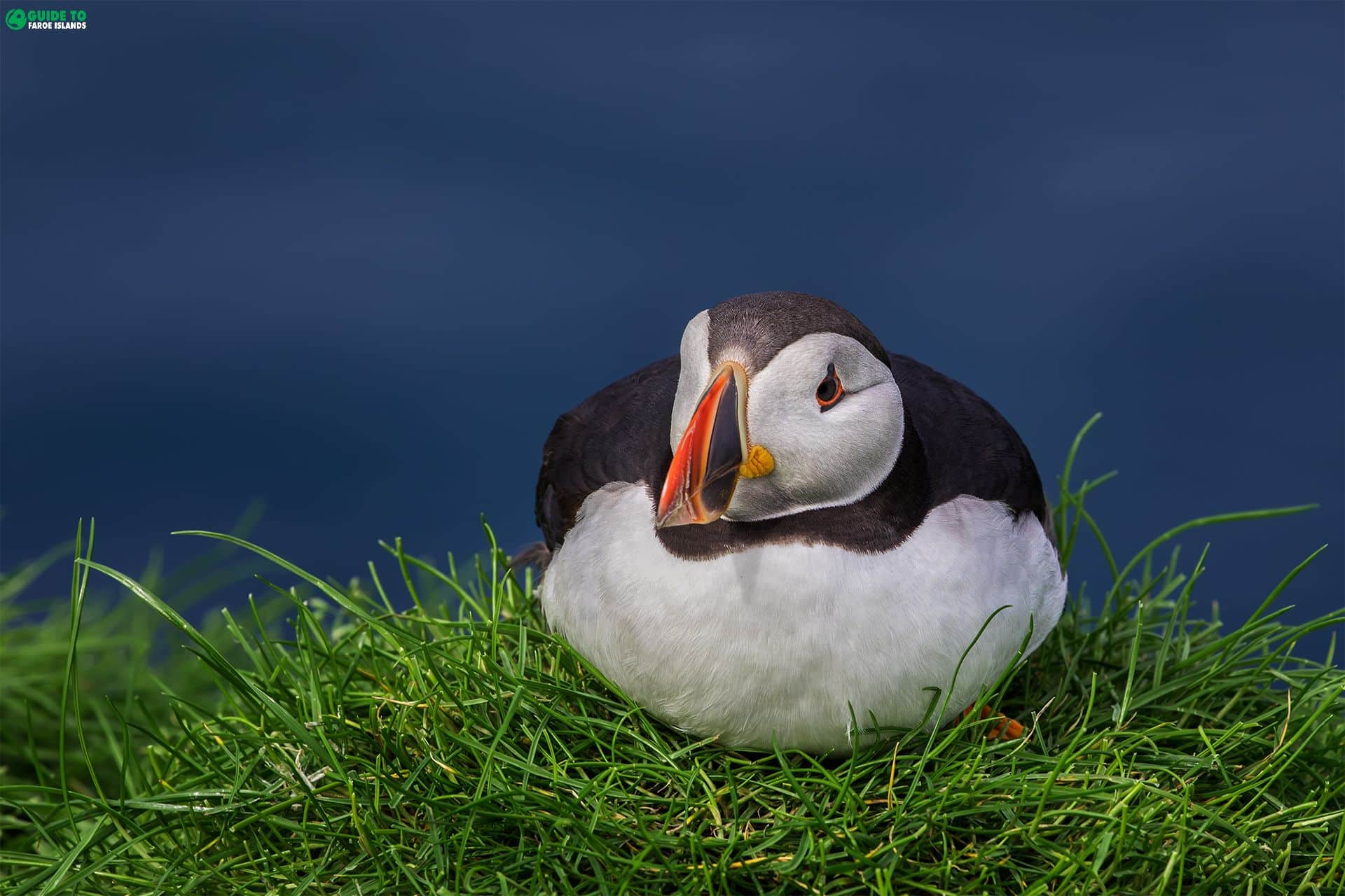 Puffin sitting in grass