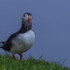 Puffin standing on Mykines Island