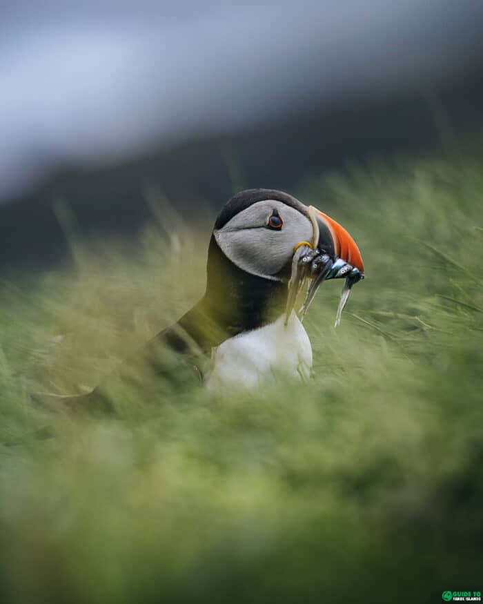 Puffin with fish in beak