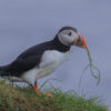 Puffin with grass straw in beak